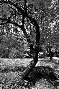 Tree branches against sky