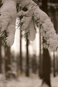 Close-up of white flower on snow covered land