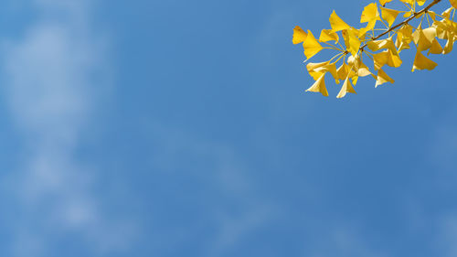 Low angle view of autumnal tree against blue sky