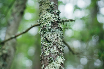 Close-up of moss growing on tree trunk