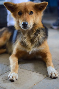 Close-up portrait of dog relaxing on floor
