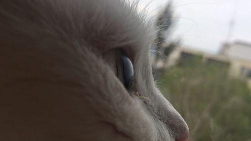 Close-up of a cat