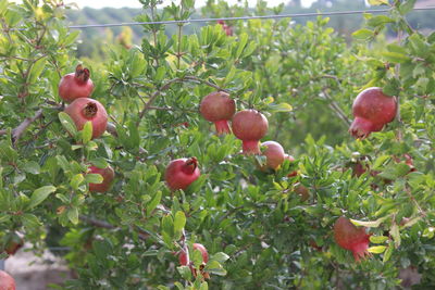 Close-up of fruits growing on tree