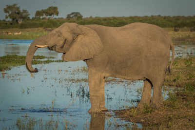 Profile view of african elephant standing at waterhole