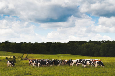 Cows grazing on field against sky