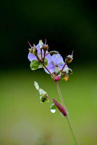 Close-up of purple flowering plant