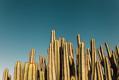 Low angle view of cactus against clear blue sky