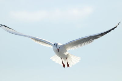 Low angle view of bird flying against clear sky