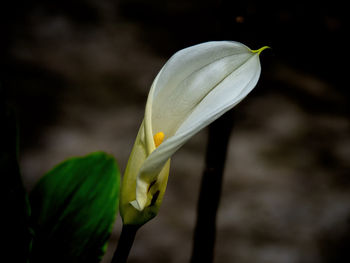 Close-up of white flowering plant