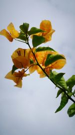 Low angle view of yellow flowers