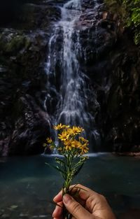 Person holding flowering plant against waterfall