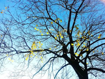 Low angle view of bare trees against sky