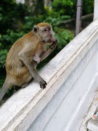 Monkey in batu cave malaysia