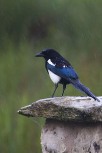 Close-up of bird perching on wood