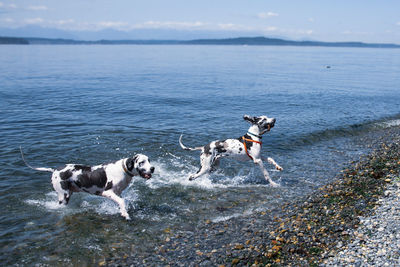 Very happy harlequin great danes playing stick fetch on a rocky beach shore, running out of water.