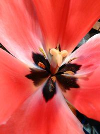 Macro shot of red flower