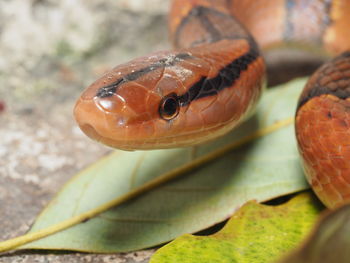 Close-up of lizard on leaves