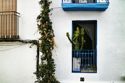 Cactus growing at house window