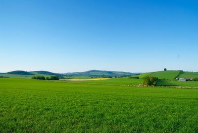 Scenic view of agricultural field against clear sky