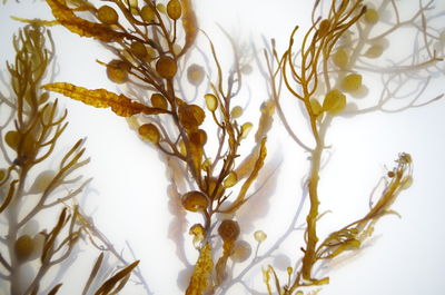 Close-up of plant against white background