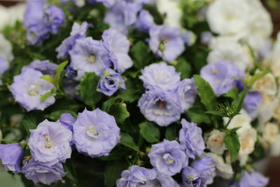 Close-up of purple flowering plants