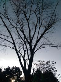 tree