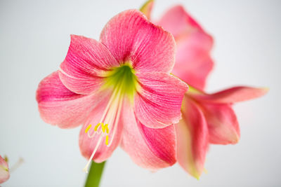 Close-up of pink flower against white background