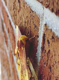 Close-up of insect on wall