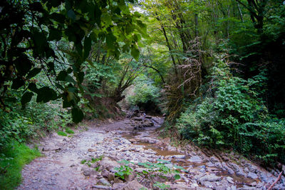 Footpath amidst trees in forest