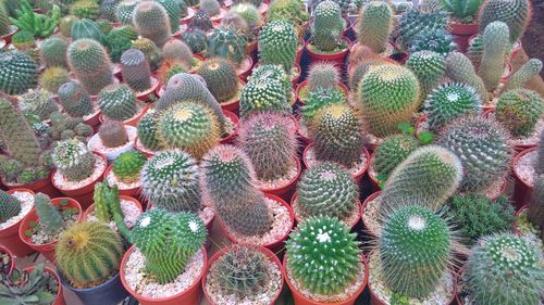 Full frame shot of succulent plant