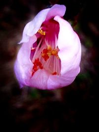 Close-up of flower blooming outdoors