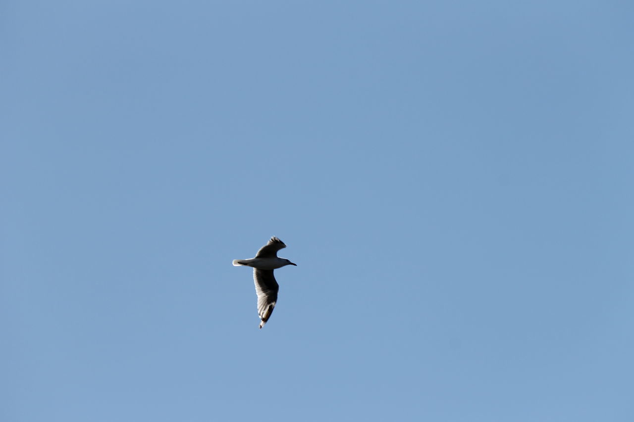 bird, flying, animal themes, animals in the wild, clear sky, copy space, wildlife, low angle view, one animal, mid-air, spread wings, blue, nature, outdoors, no people, day, motion, silhouette, full length, flight