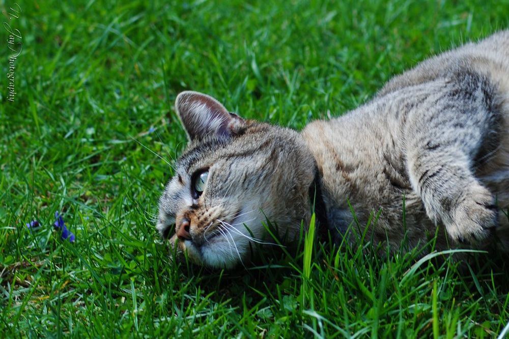 grass, animal themes, one animal, pets, mammal, domestic animals, grassy, field, relaxation, feline, domestic cat, green color, lying down, cat, resting, dog, nature, day, close-up, no people