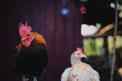 Close-up of rooster