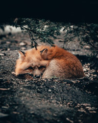 View of a cat lying on land