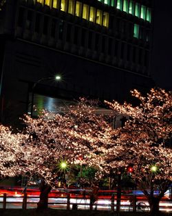 Illuminated christmas tree at night