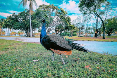 Peacock in a field