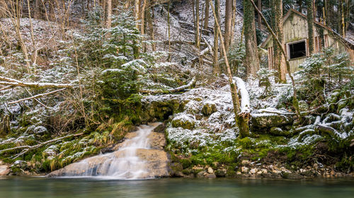 Scenic view of waterfall in forest