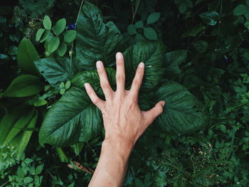 High angle view of hand touching leaves