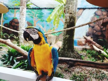 Close-up of a bird perching