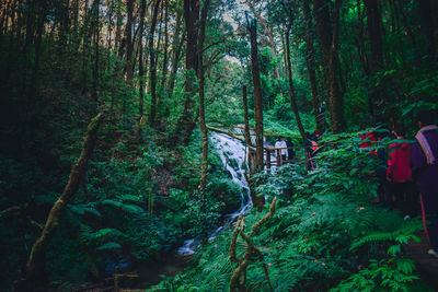 Trees in forest