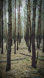 Road passing through forest