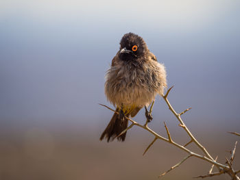 Close-up of bird perching on branch against sky