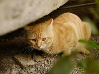 Portrait of tabby kitten outdoors