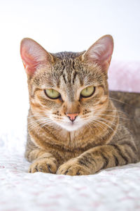 Close-up portrait of a cat resting on bed