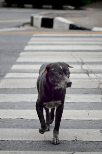 Dog walking on zebra crossing