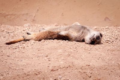 Portrait of meerkat resting on field