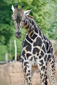 Giraffe standing in zoo