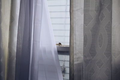 Curtains hanging against window at home