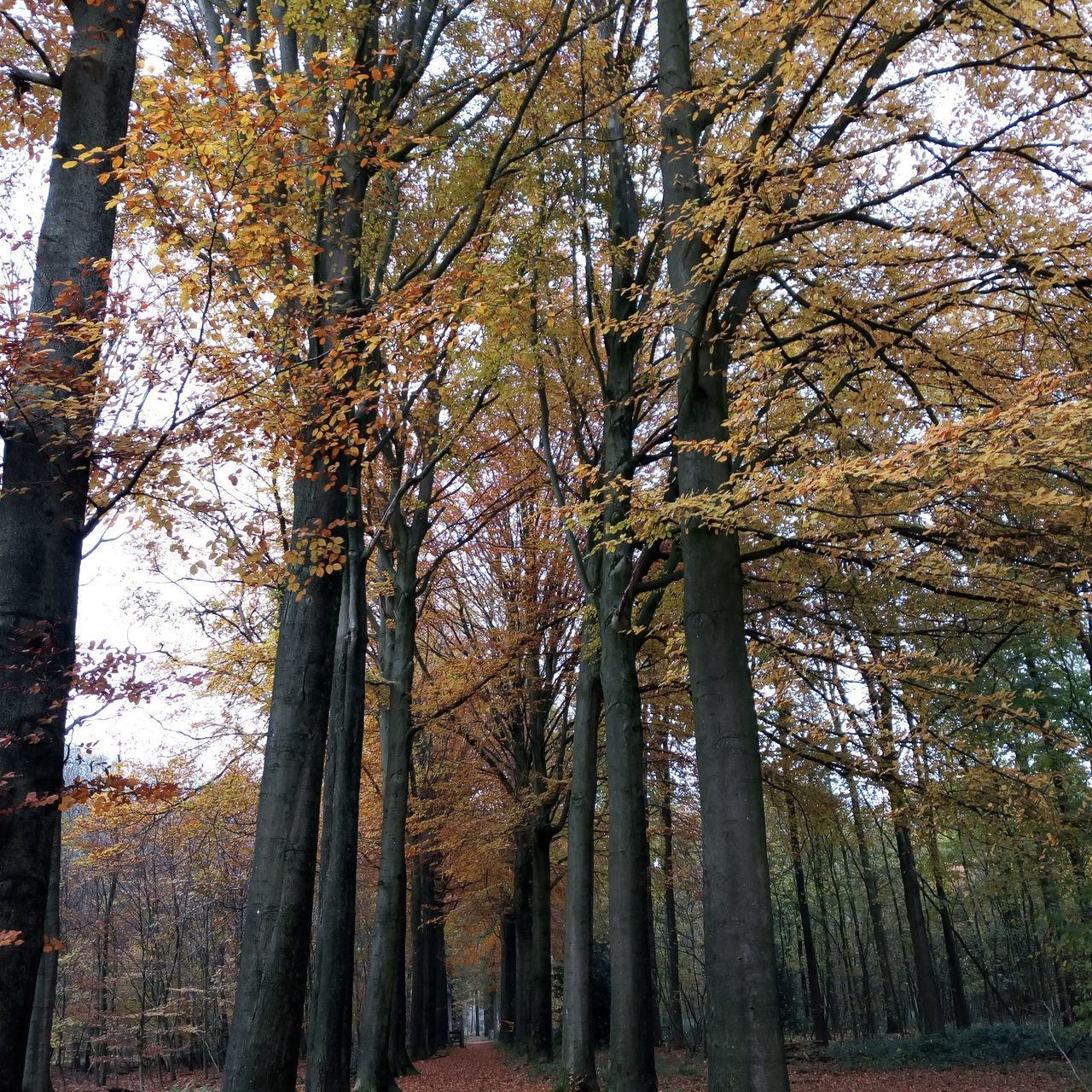 tree, plant, forest, growth, trunk, tree trunk, autumn, nature, land, beauty in nature, change, tranquility, no people, day, woodland, outdoors, low angle view, tranquil scene, scenics - nature, branch, treelined, tree canopy